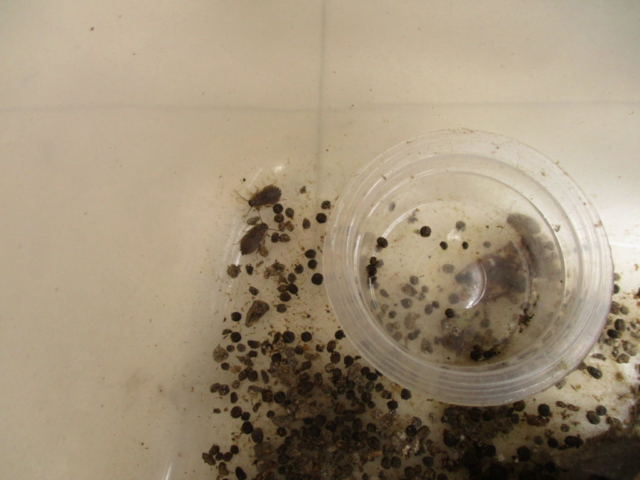 サツマゴキブリ 生まれたて幼虫は6ミリほど