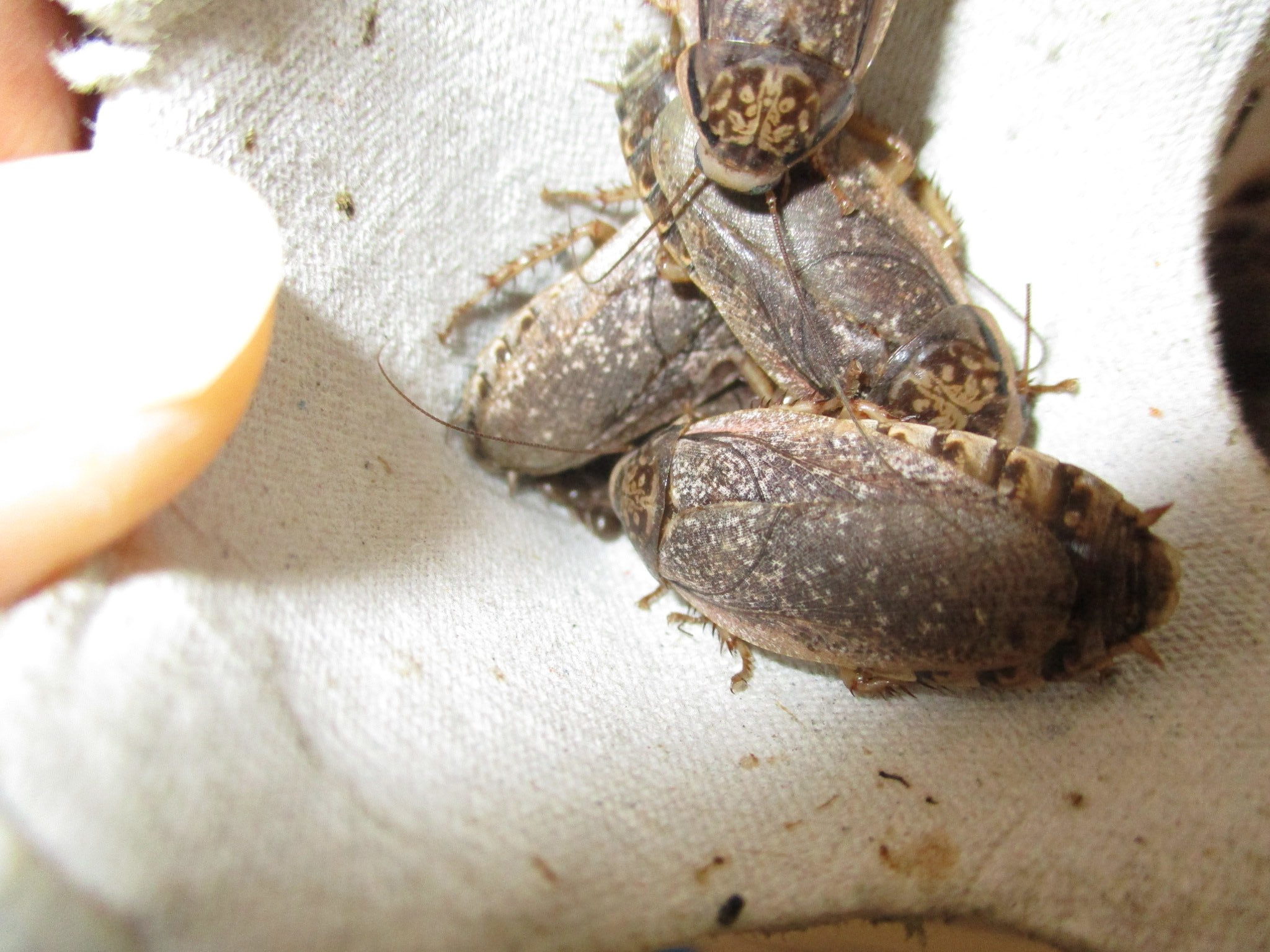 ハイイロゴキブリ(ロブスターローチ) かすかに見える幼虫