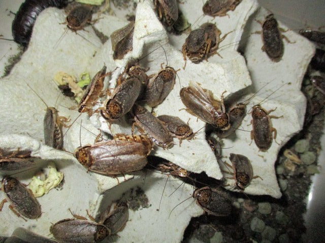 ハイイロゴキブリ 順調に繁殖